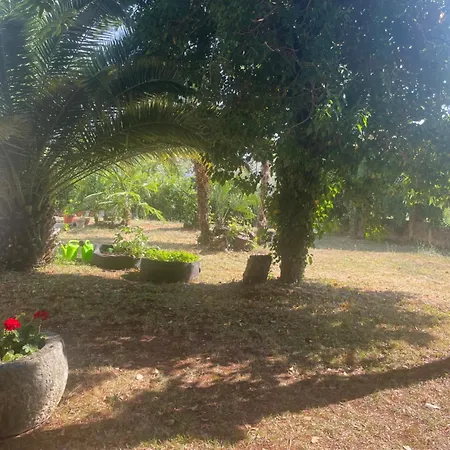 Bloom Near The * Poreč